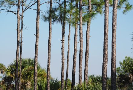 Pine Trees Florida