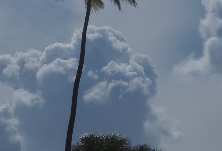 Palm Tree with storm clouds